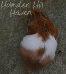 Fergie- Golden Tortoiseshell and White (Banded) Longhaired